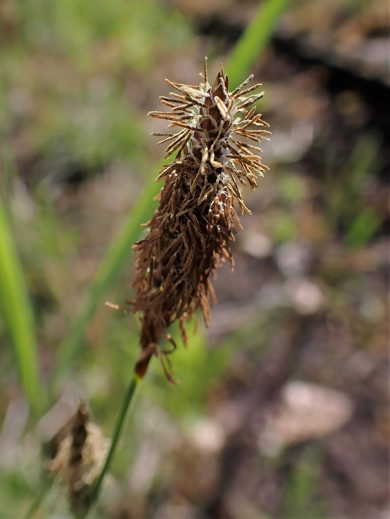 Host Sedge photo 3