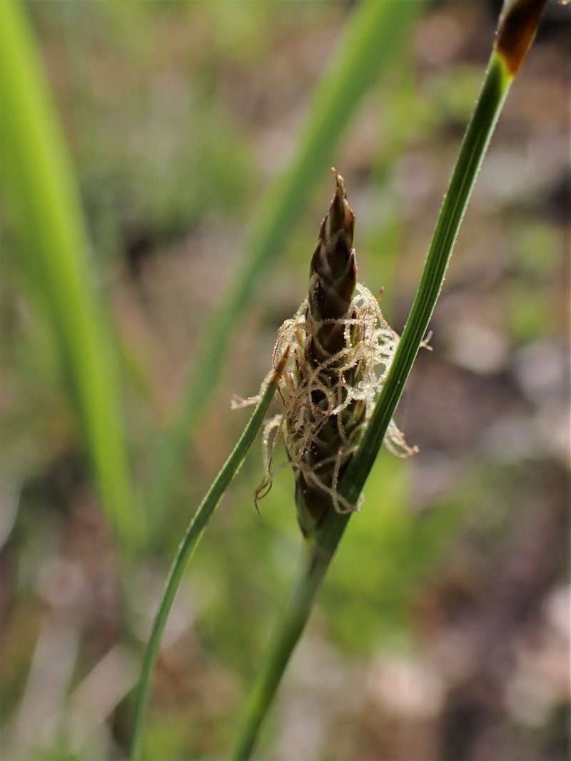 Host Sedge photo 4