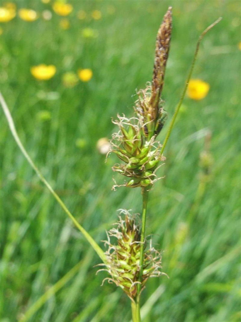 Host Sedge photo 5