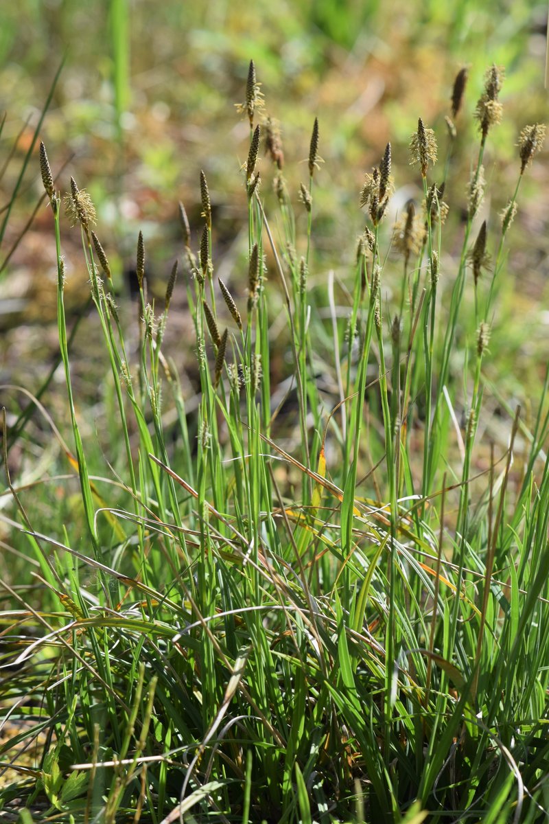 Host Sedge photo 6