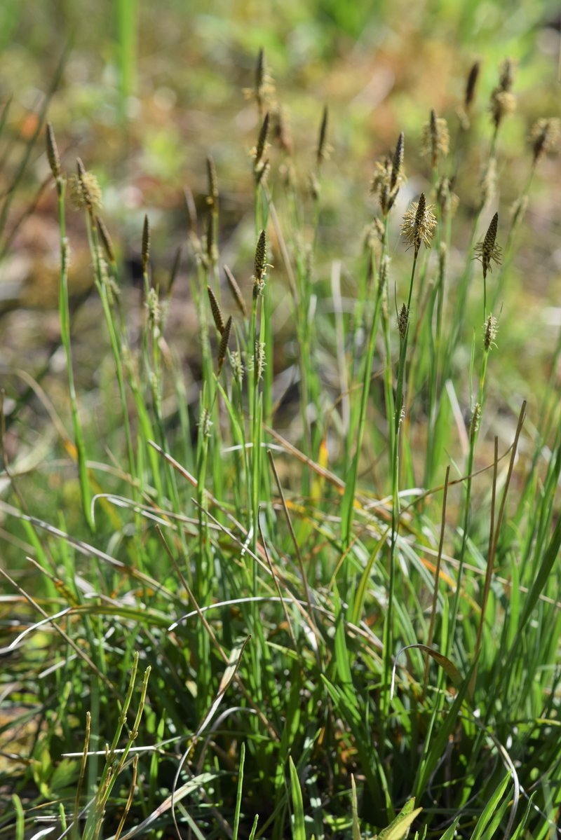 Host Sedge photo 7