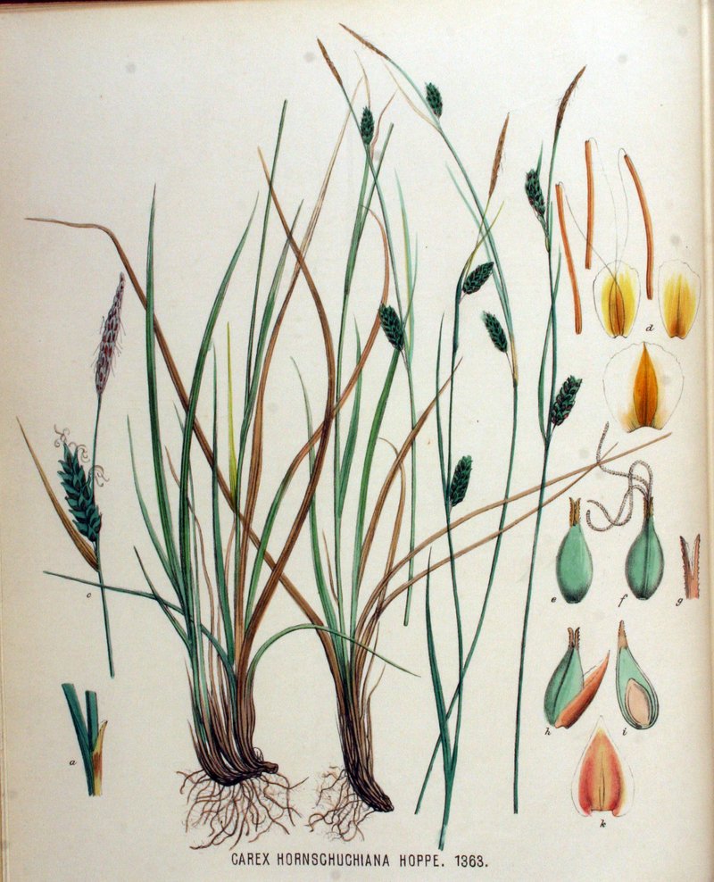 Host Sedge