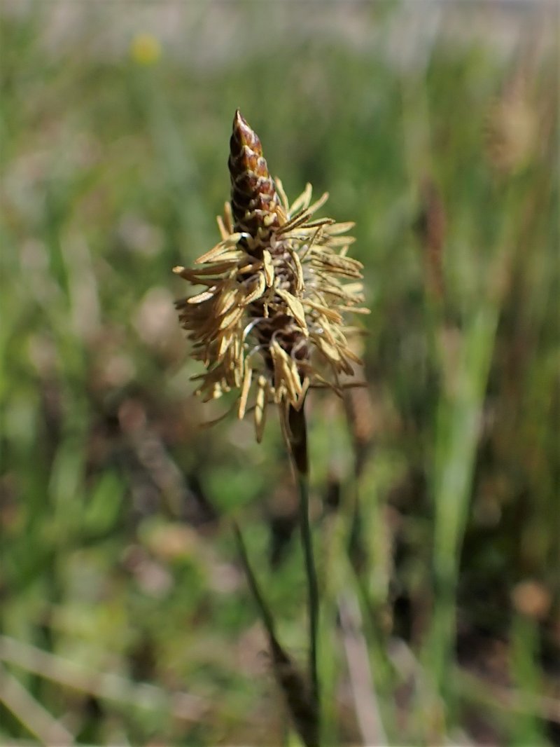 Host Sedge photo 8
