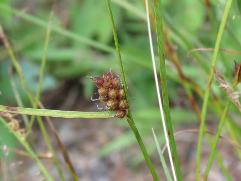 Houghton's Sedge