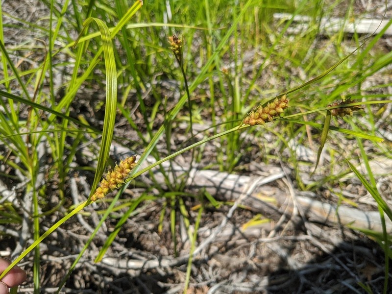 Houghton's Sedge photo 6