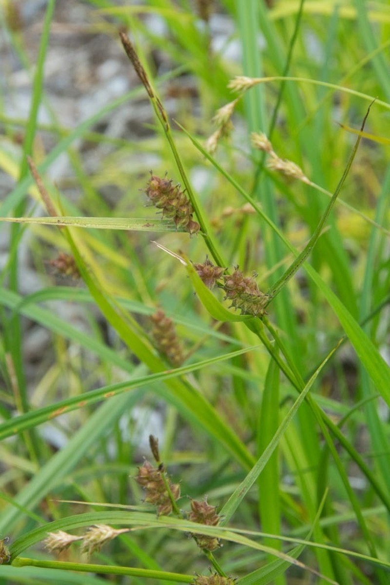 Houghton's Sedge photo 7
