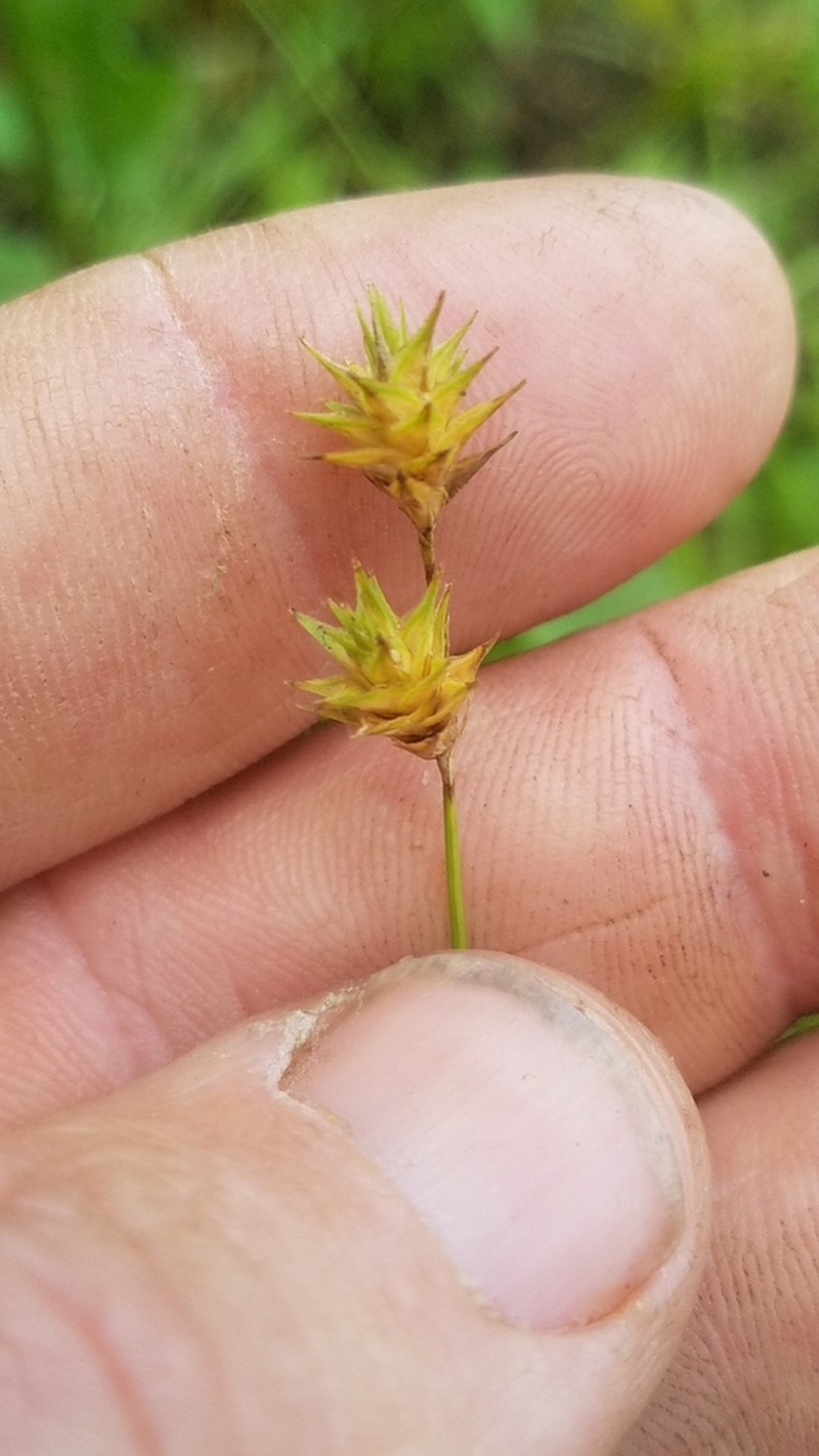 Tissue Sedge photo 2