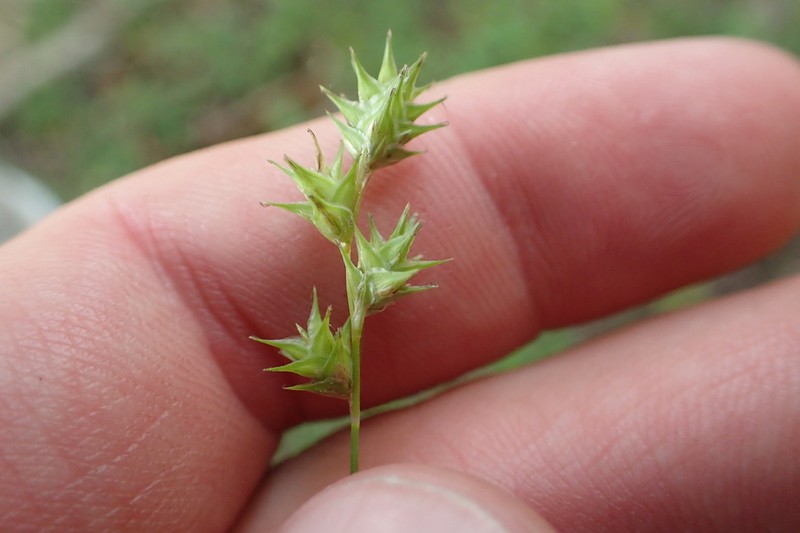 Tissue Sedge photo 3