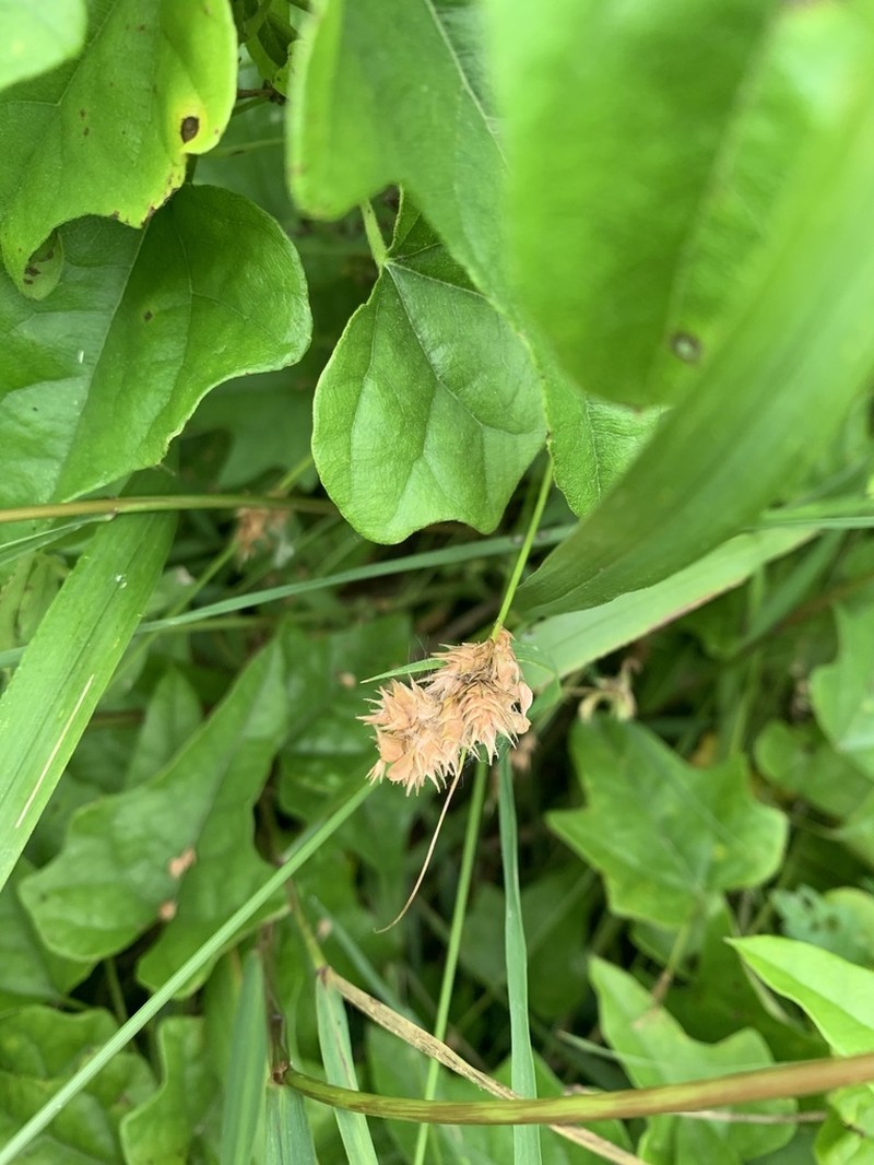 Tissue Sedge photo 5
