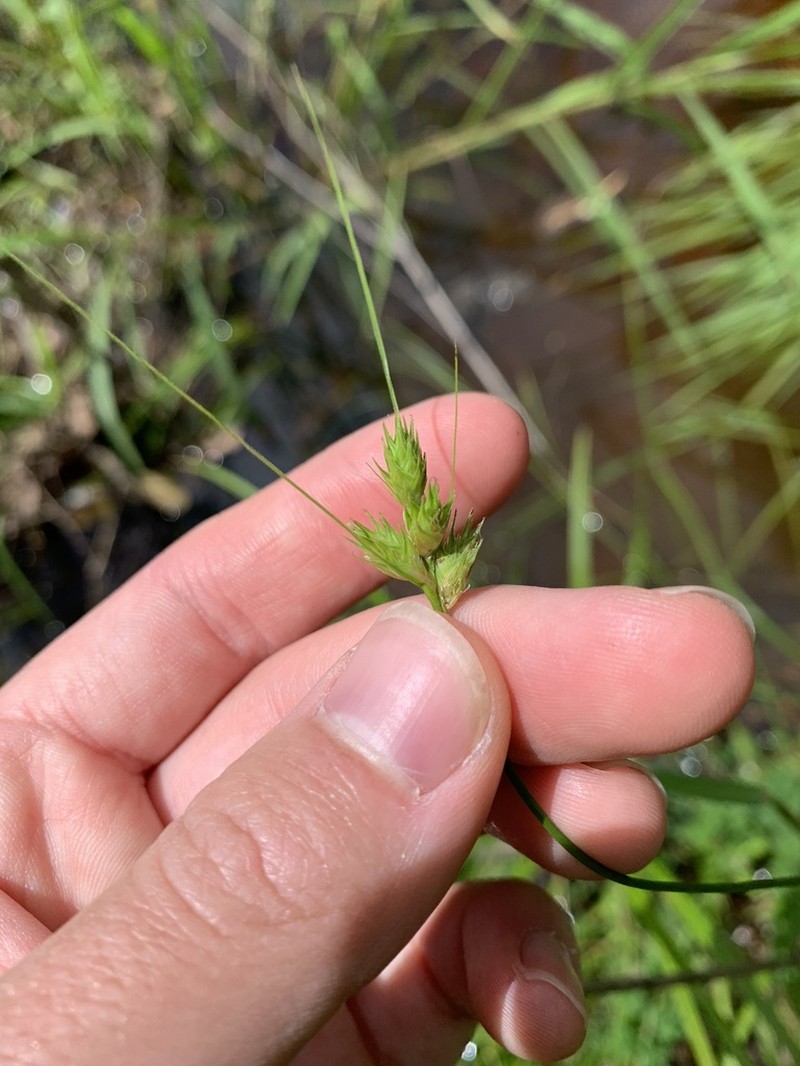 Tissue Sedge photo 6