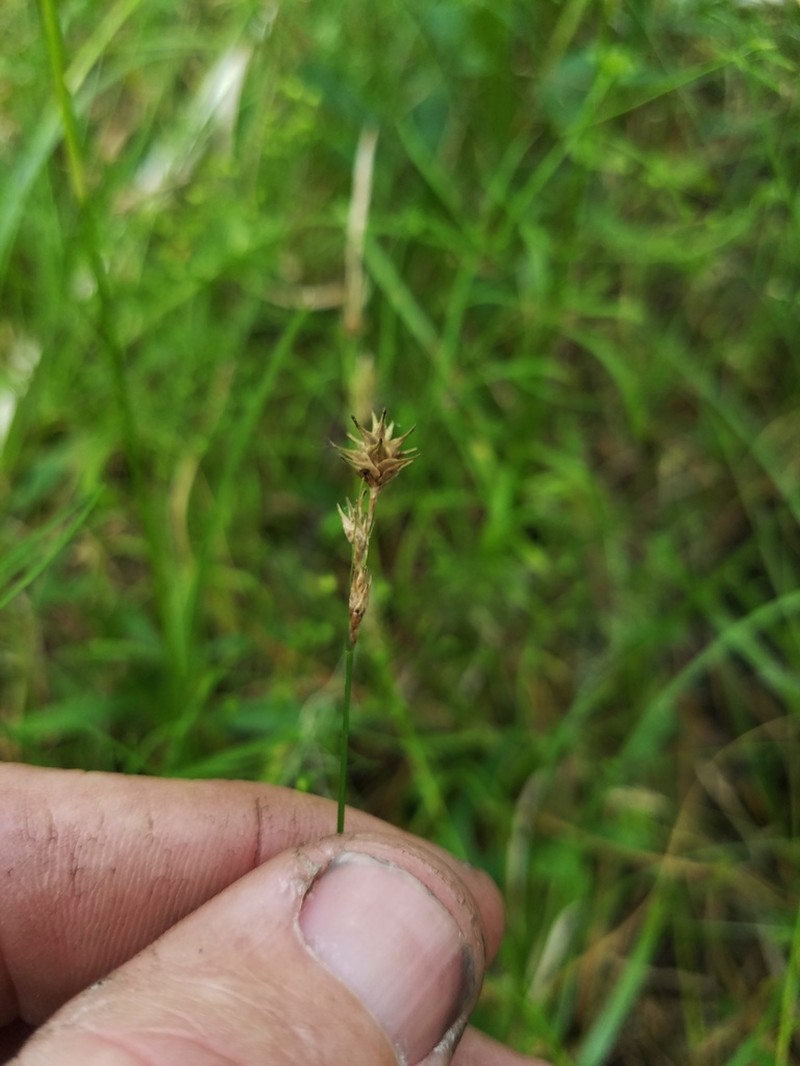 Tissue Sedge photo 7
