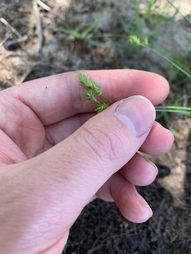 Tissue Sedge photo 8
