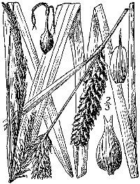 Shoreline Sedge