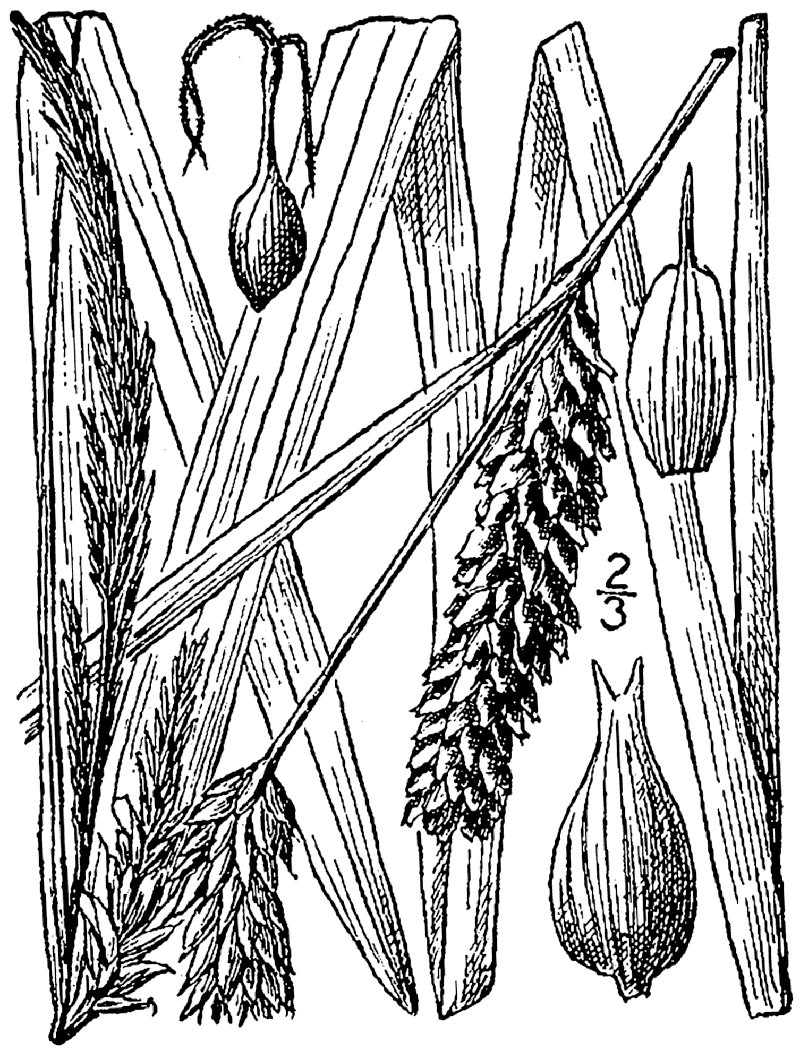 Shoreline Sedge