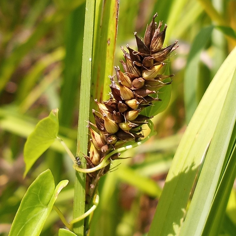 Shoreline Sedge photo 3