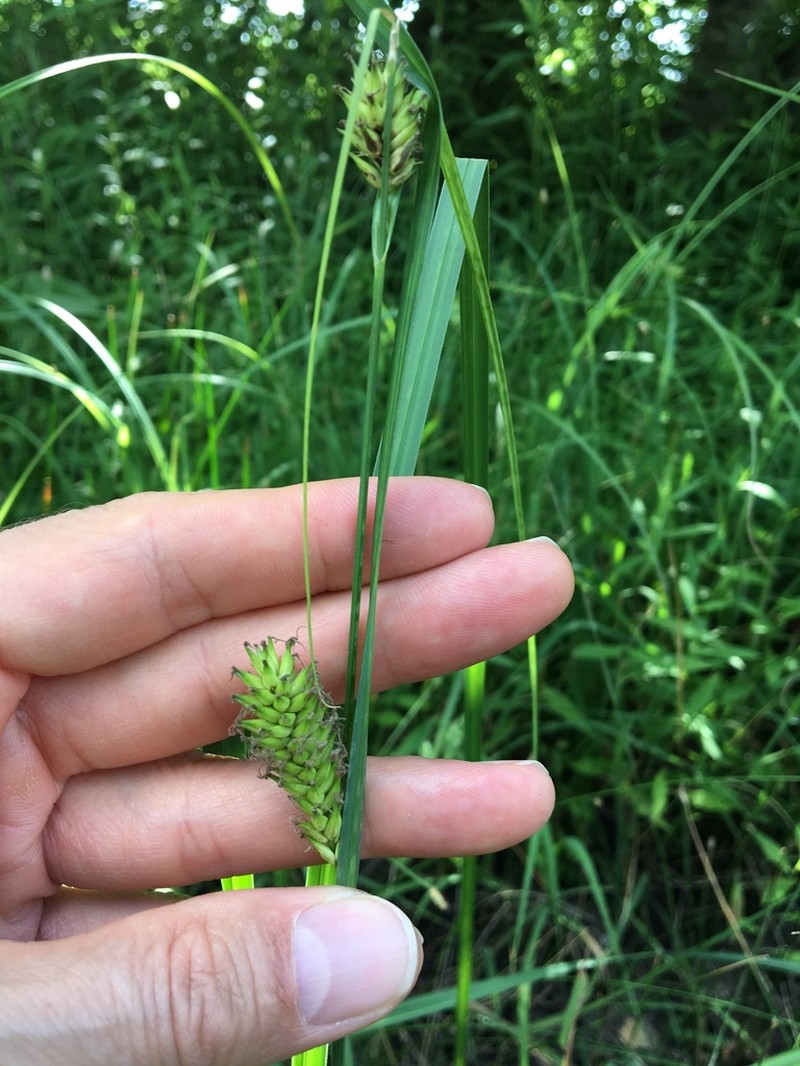 Shoreline Sedge photo 4