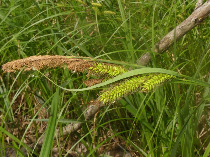 Shoreline Sedge photo 5