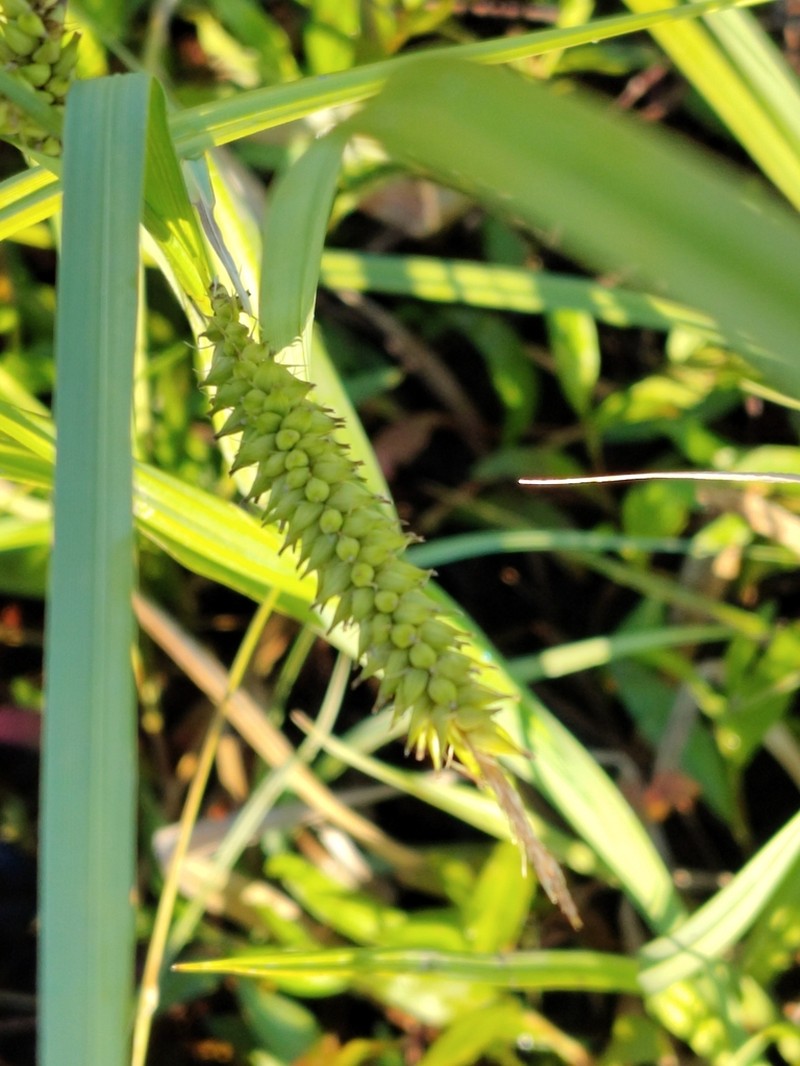 Shoreline Sedge photo 6