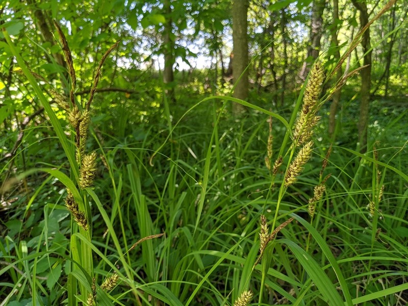 Shoreline Sedge photo 7