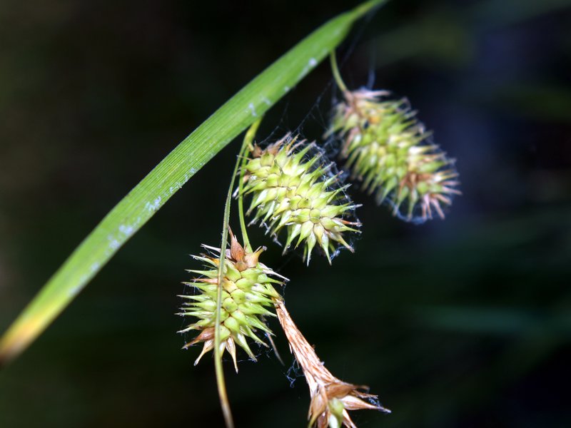 Bottlebrush Sedge