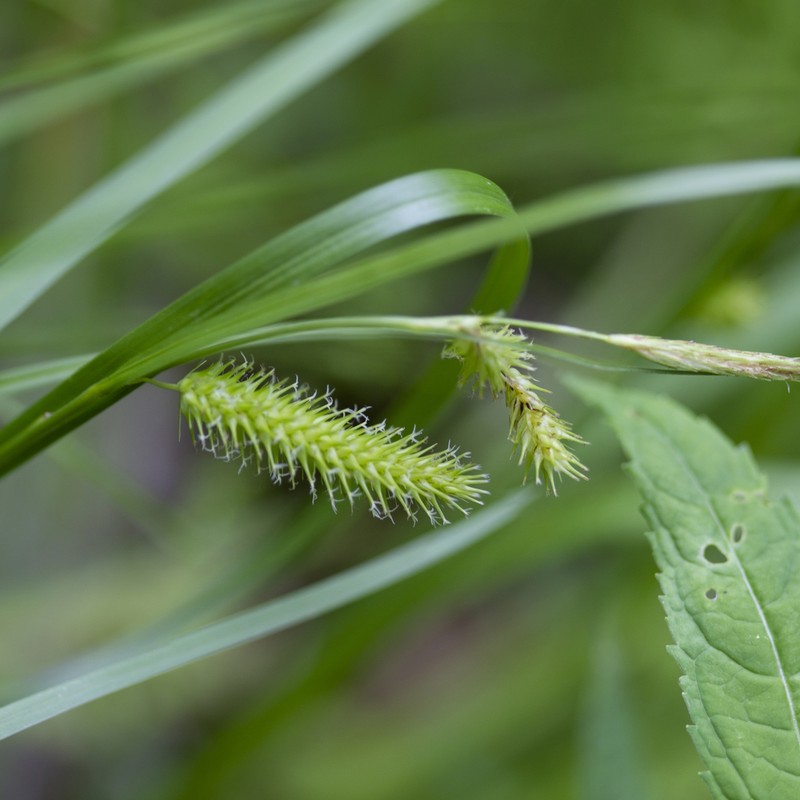 Bottlebrush Sedge photo 3