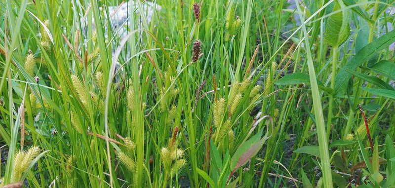 Bottlebrush Sedge photo 4
