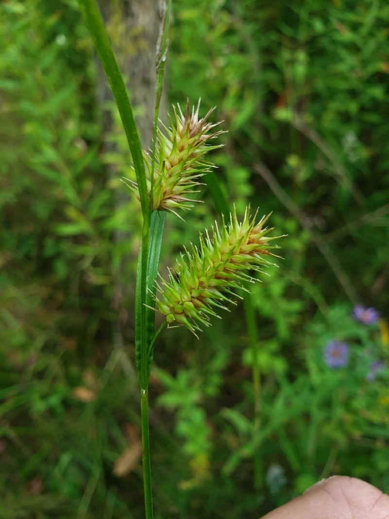 Bottlebrush Sedge photo 5