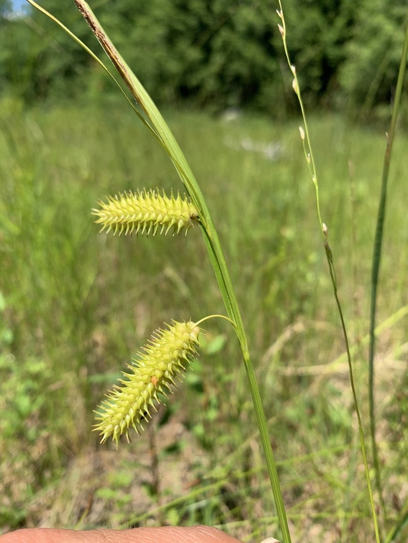 Bottlebrush Sedge photo 7