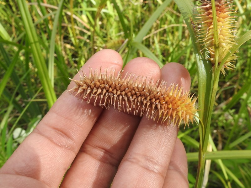 Bottlebrush Sedge photo 8