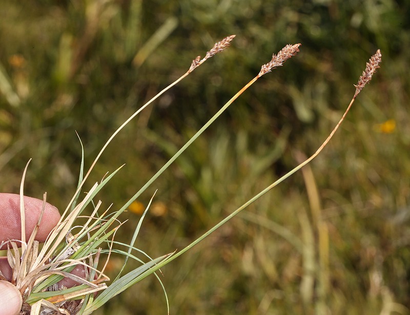 Idaho Sedge photo 2