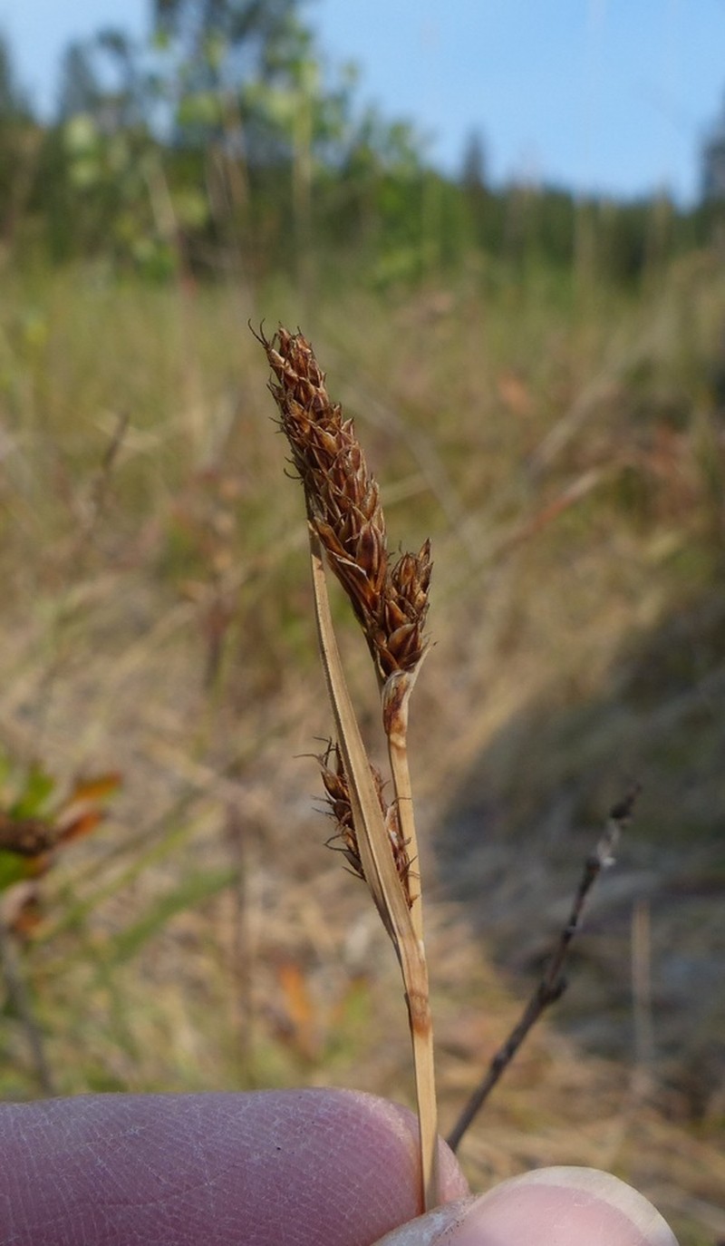 Idaho Sedge photo 3