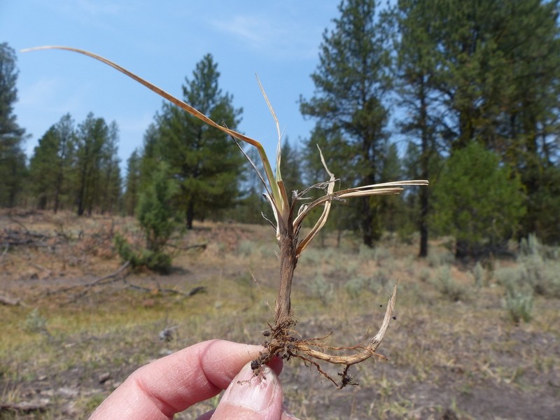 Idaho Sedge photo 4
