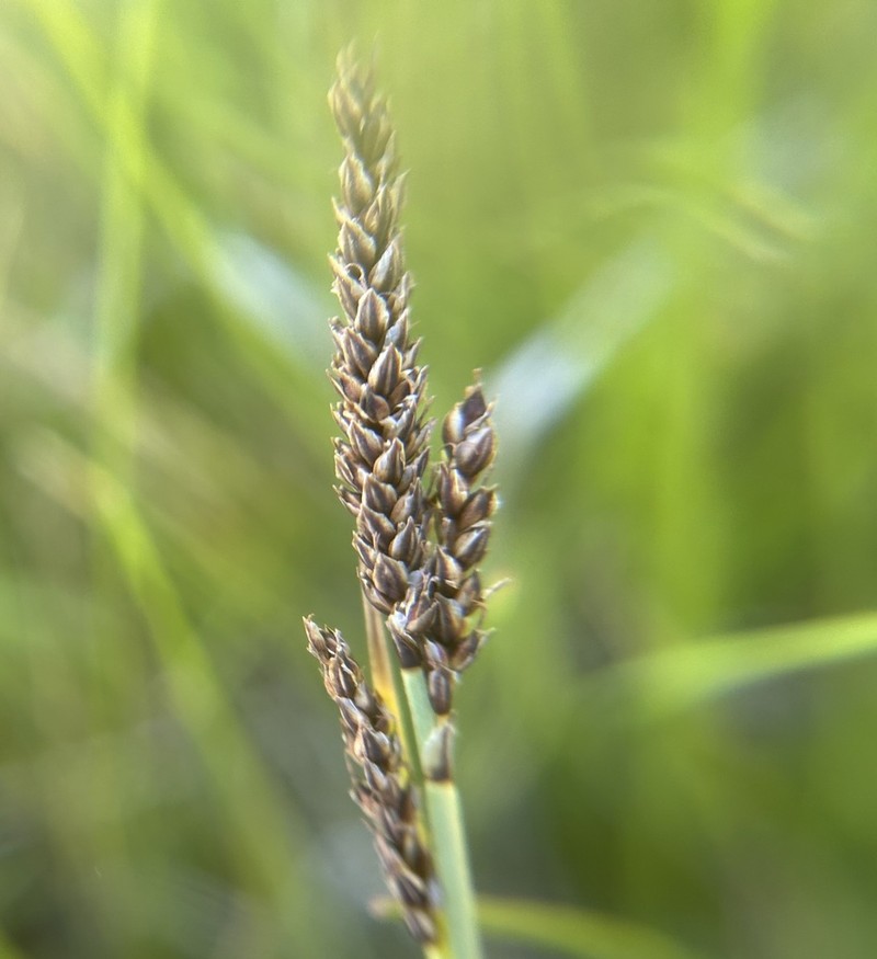 Idaho Sedge photo 5