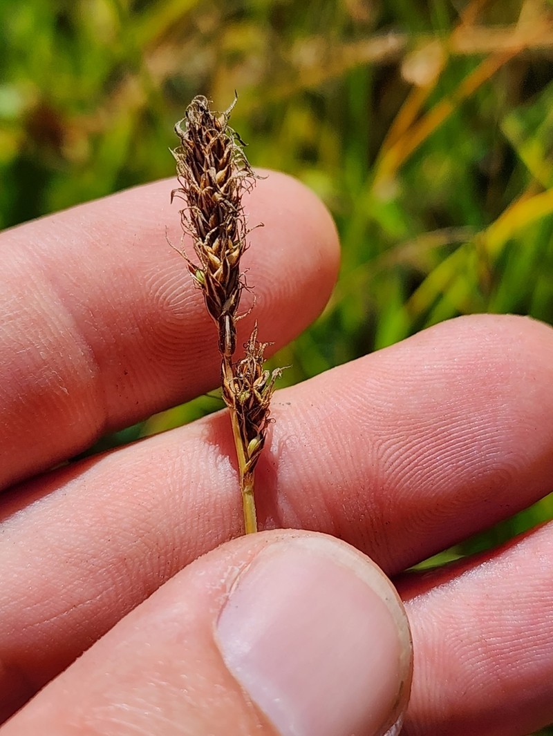 Idaho Sedge photo 6