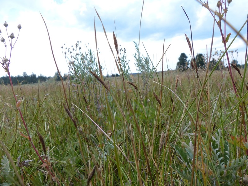 Idaho Sedge photo 7