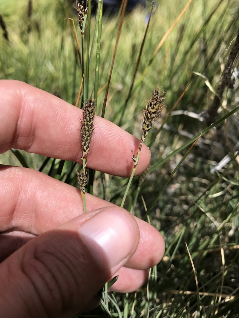 Idaho Sedge photo 8