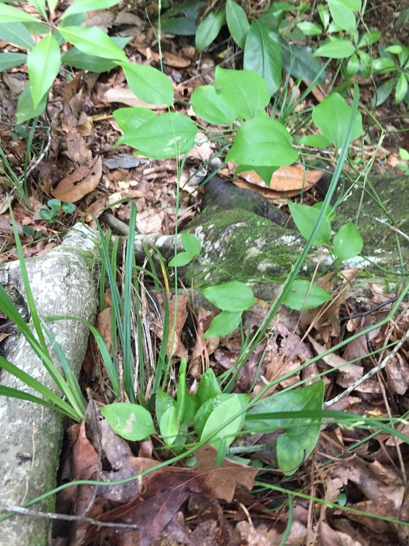 Carex ignota photo 2
