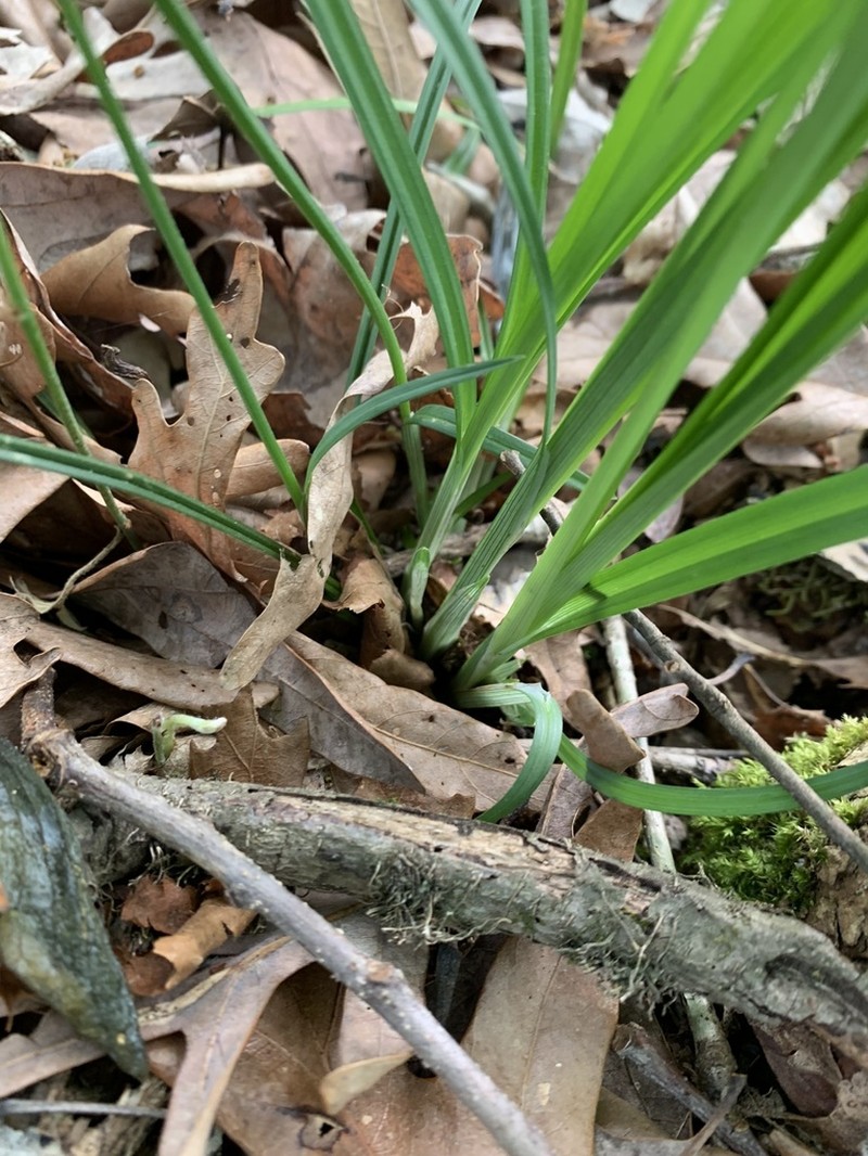 Carex ignota photo 3