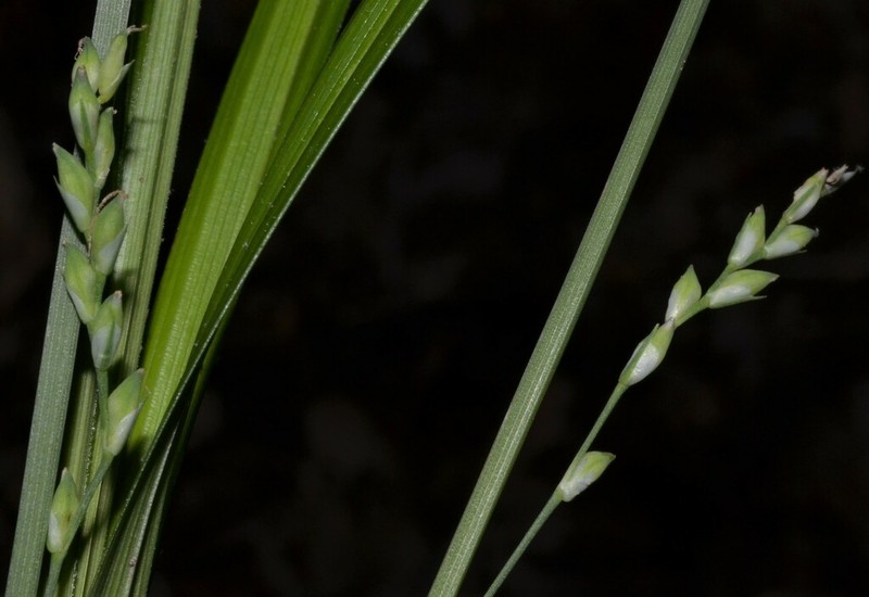 Carex ignota photo 4