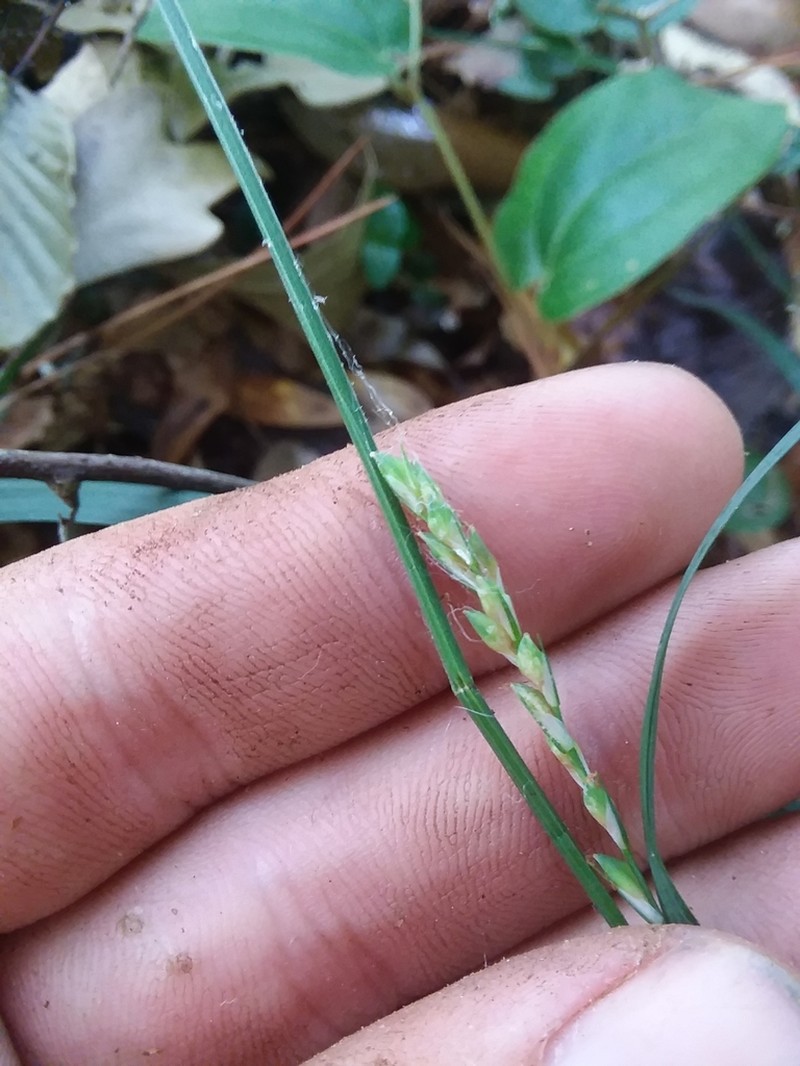 Carex ignota photo 5