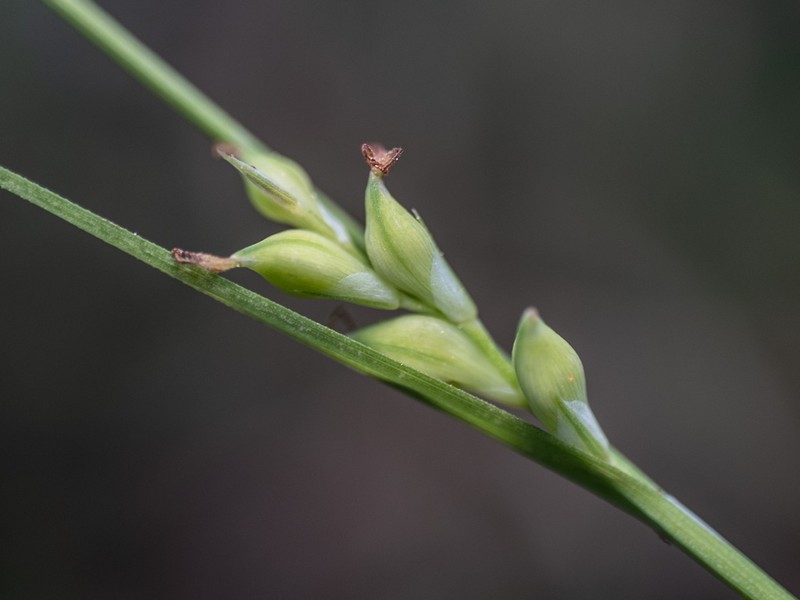 Carex ignota photo 6