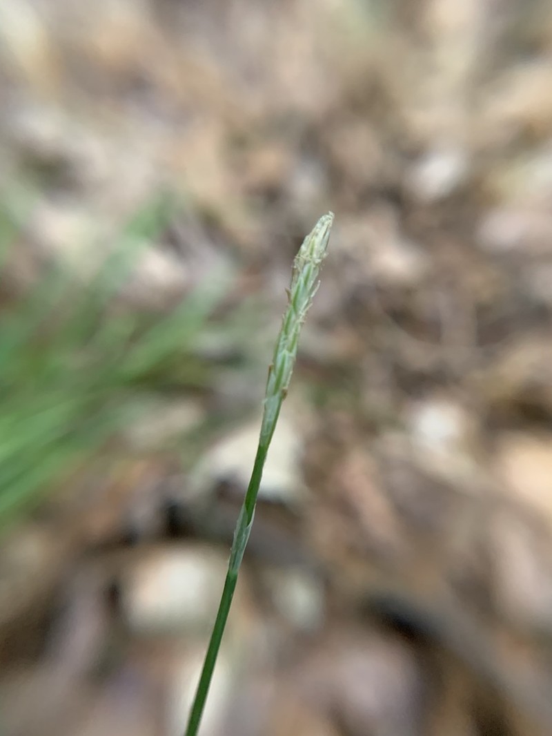 Carex ignota photo 7