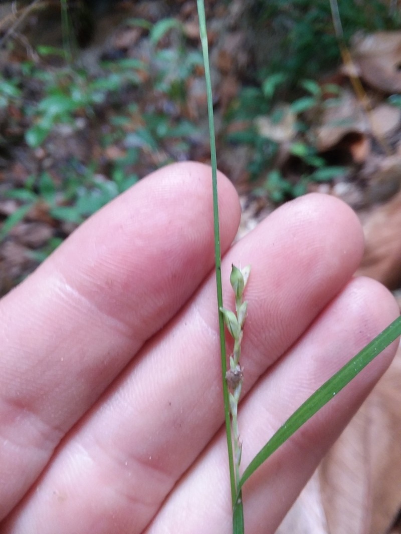Carex ignota photo 8