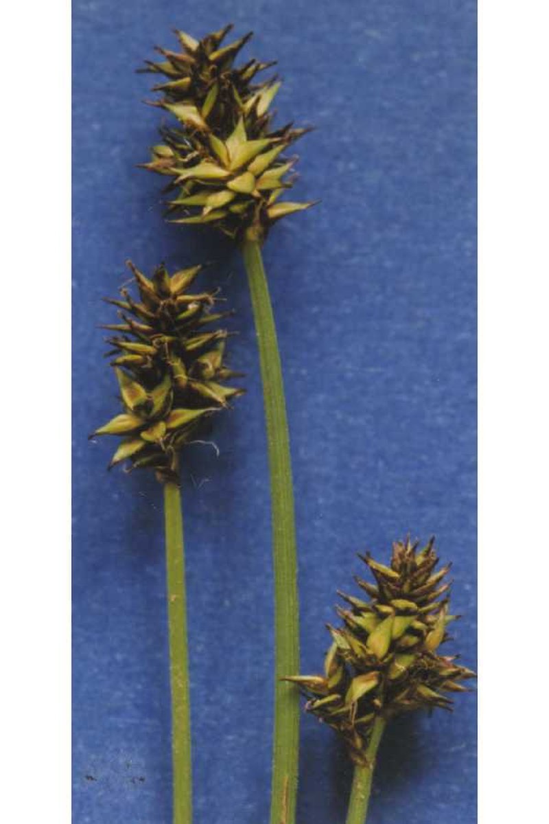 Sheep Sedge