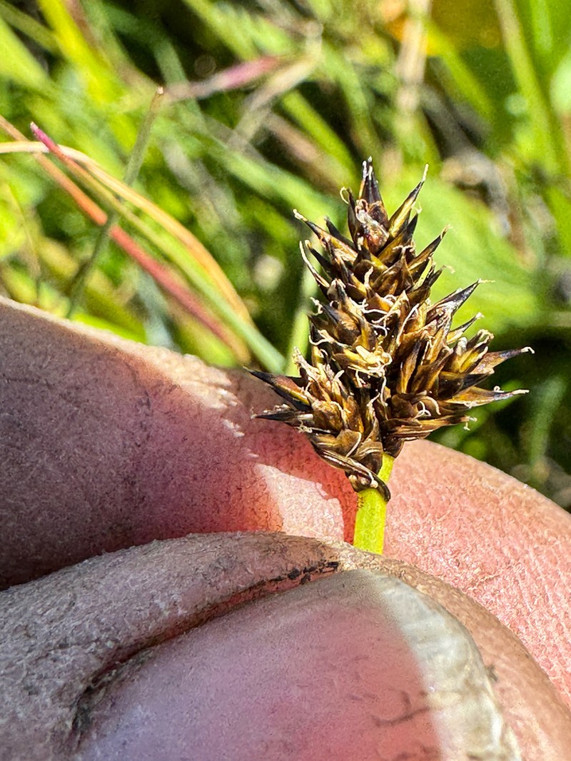 Sheep Sedge photo 3
