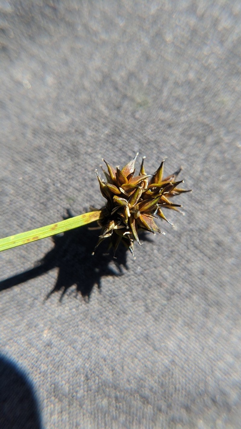 Sheep Sedge photo 4