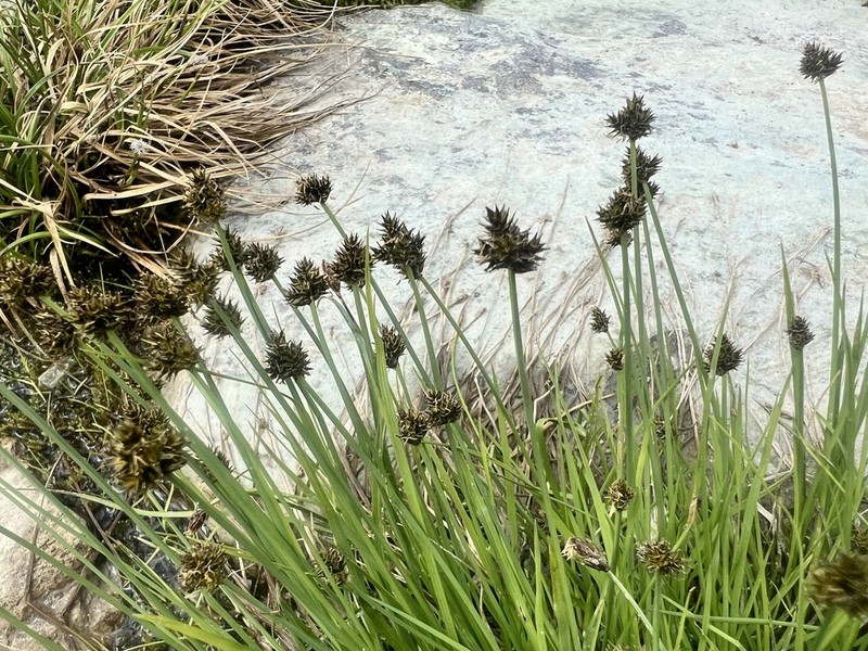 Sheep Sedge photo 5