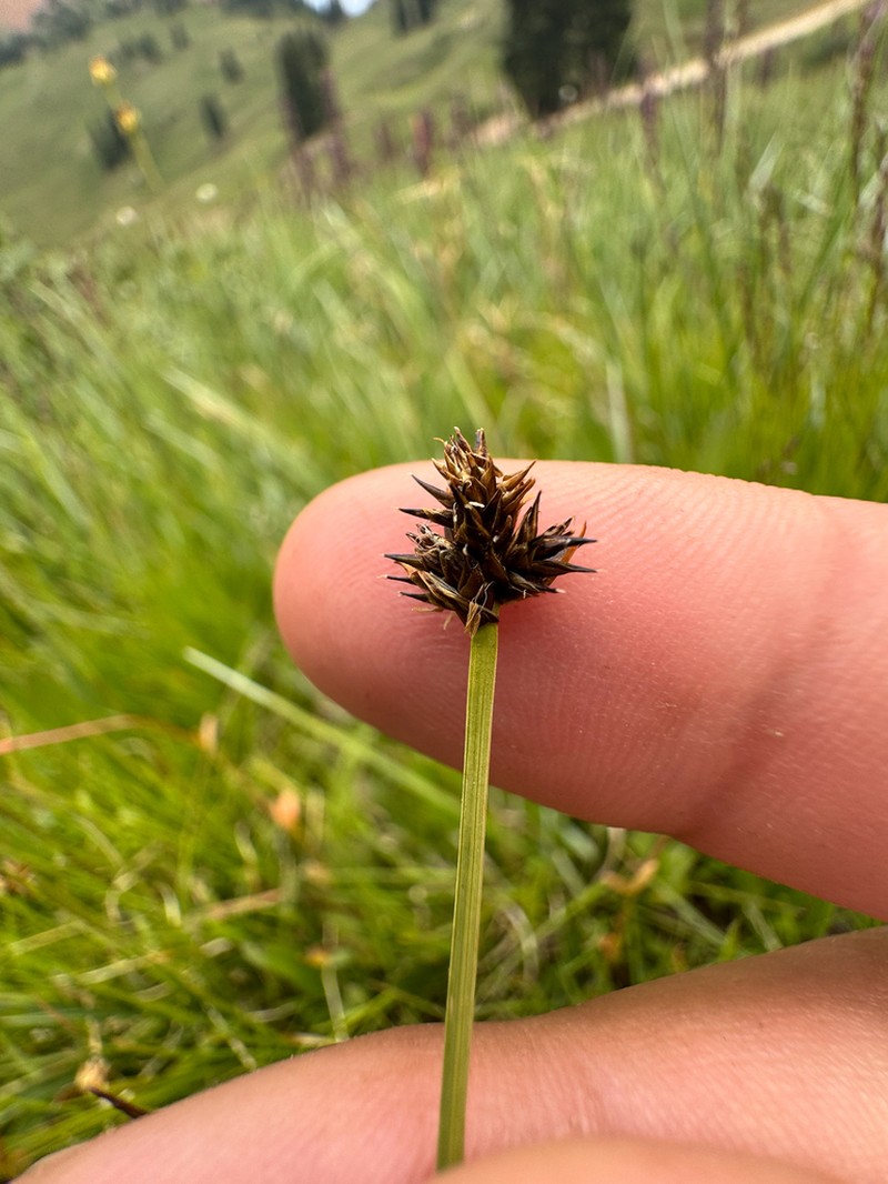 Sheep Sedge photo 7
