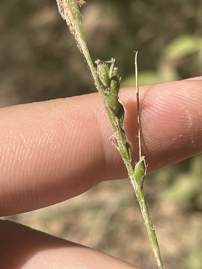 Ravine Sedge
