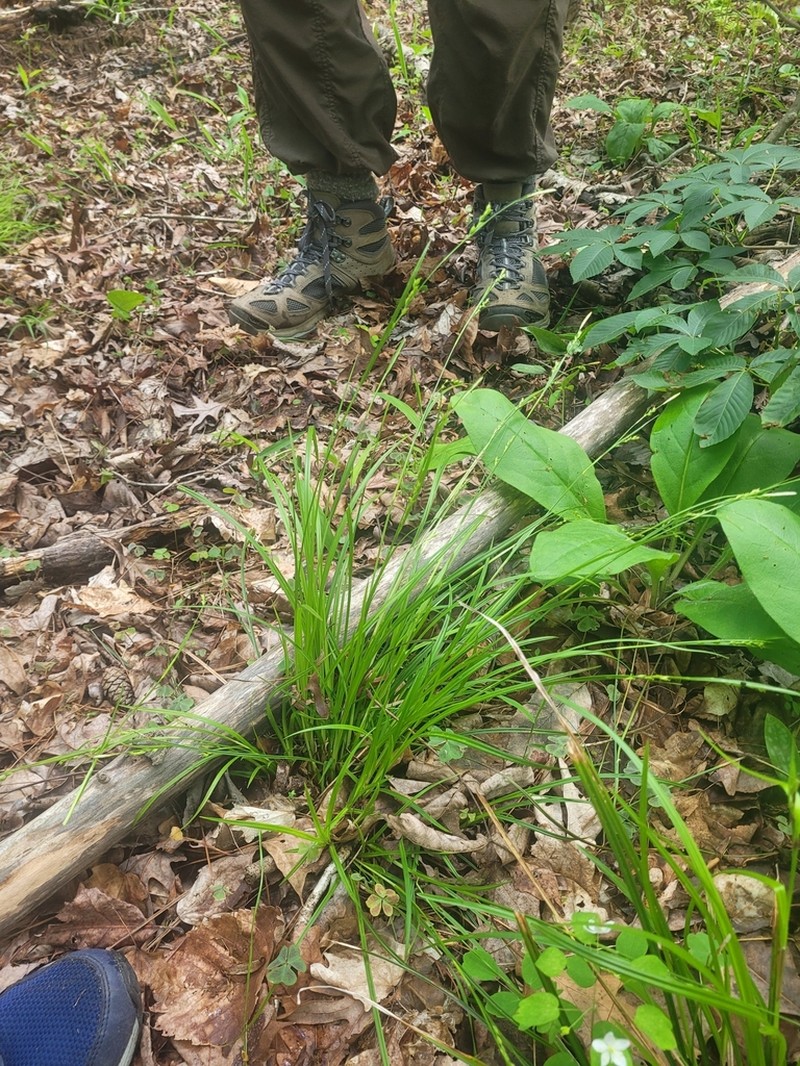 Ravine Sedge photo 2